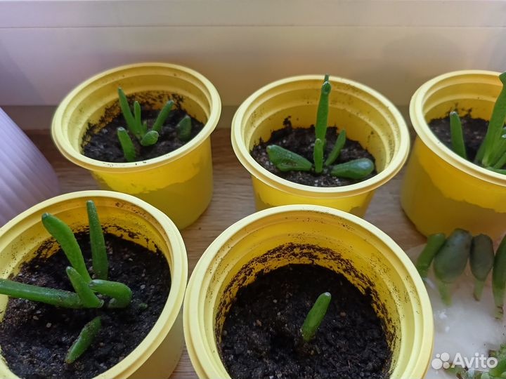 Денежное дерево