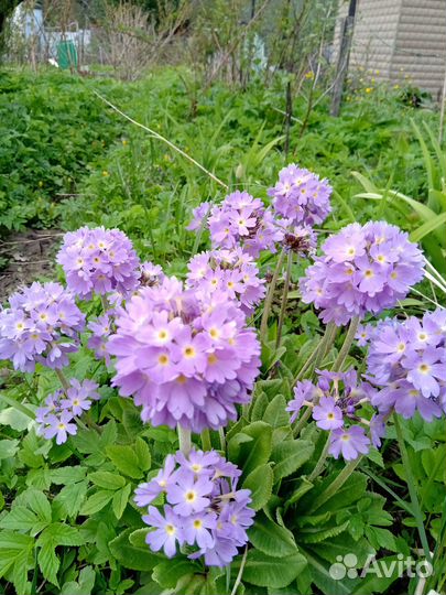 Растения для сада