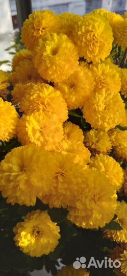 Хризантемы мультифлора