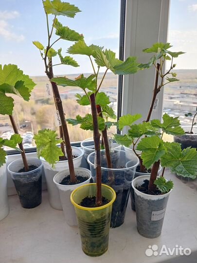 Саженцы винограда