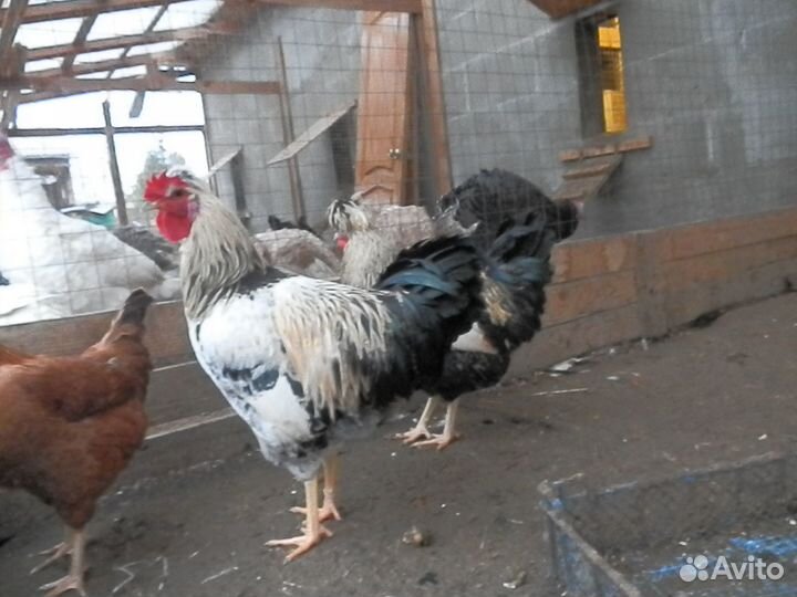 Петухи