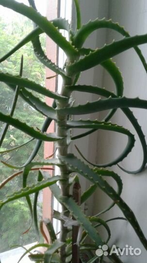 Алоэ лечебный