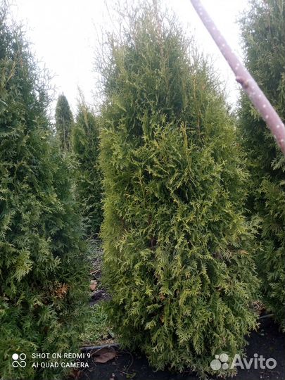 Туя пирамидальная