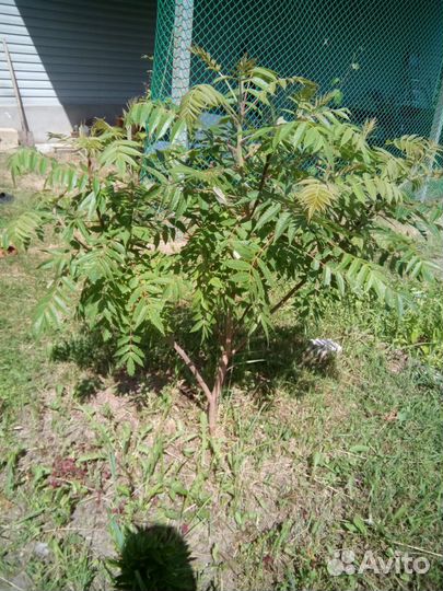 Саженцы сумах