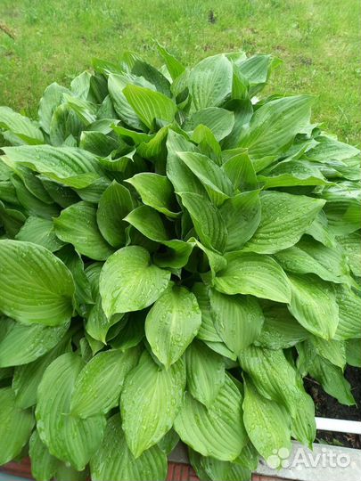 Хоста растение