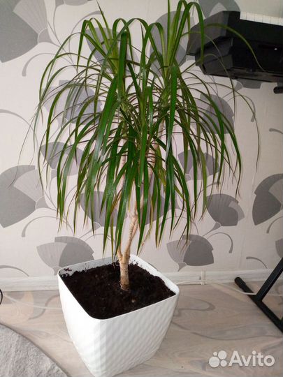 Пальма Драцена