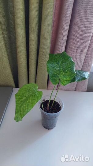 Калатея Network и другие растения
