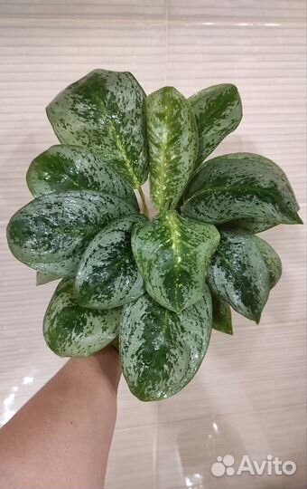 Аглаонемы в ассортименте