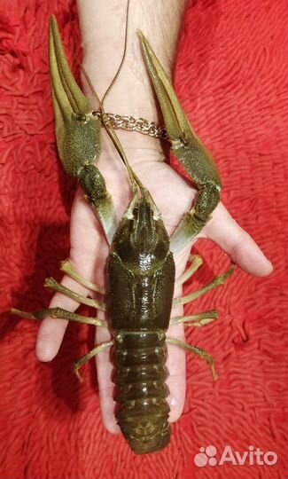 Самые крупные раки