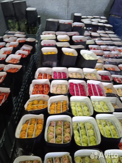 Цветы оптом Эквадор, Колумбия