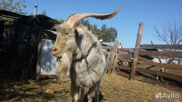Продам козла