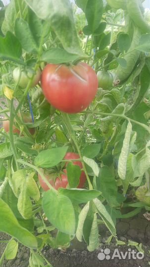 Томаты