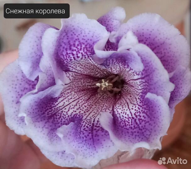 Глоксиния и тидея