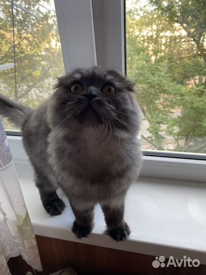 Кошка шотландская вислоухая
