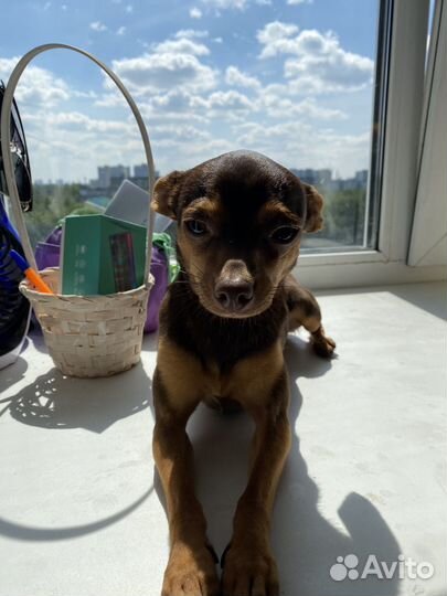 Мини той-терьер вязка