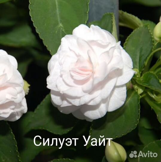 Бальзамины