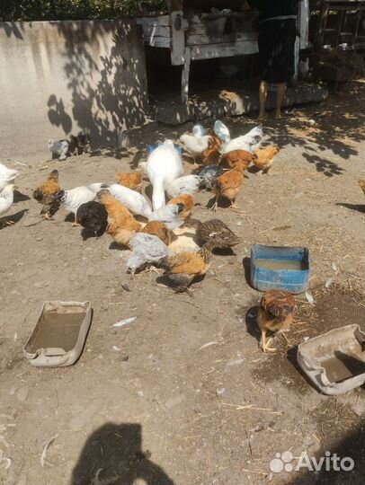 Курица домашняя. Молодые