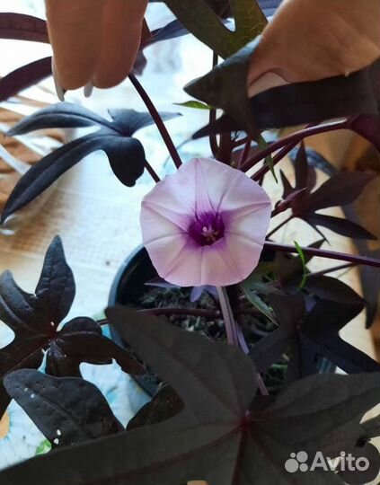 Ипомея батат