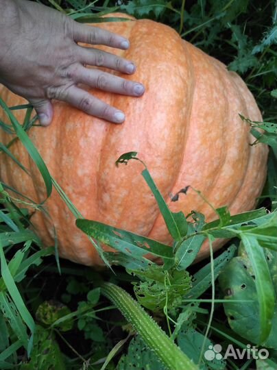 Тыквы для декора