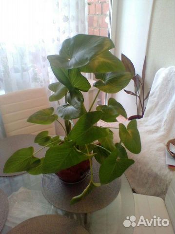 Кислица200р,калла350,канны350р