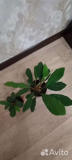 Молочай ребристый