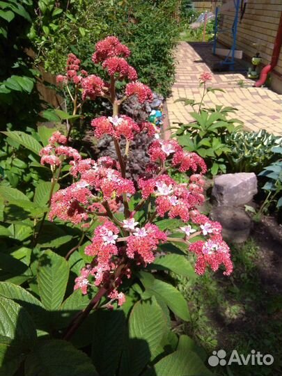 Роджерсия дарк покерс