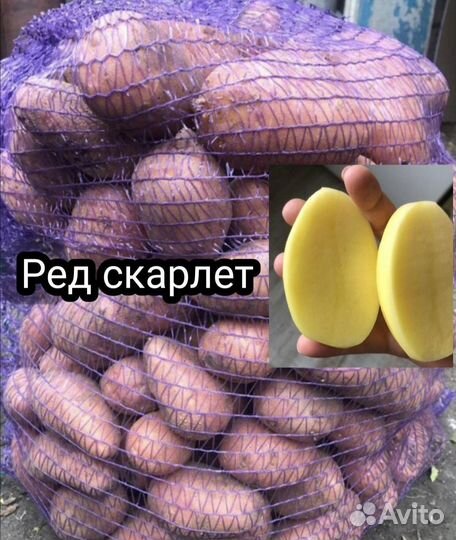 Домашняя картошка гала для хранения на зиму