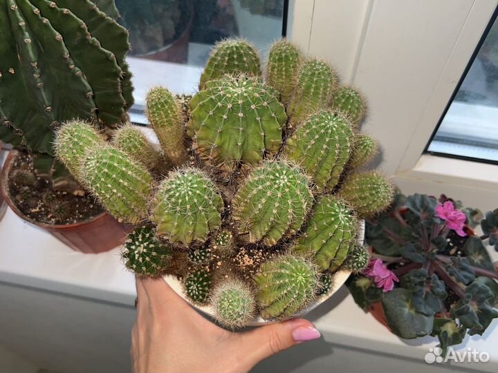 Кактус большой