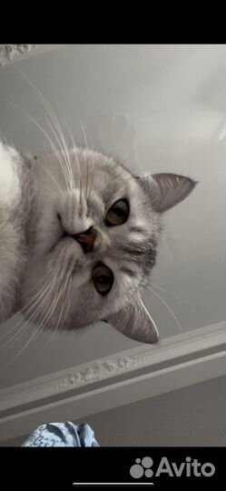 Вязка кота