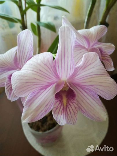 Дендробиумы