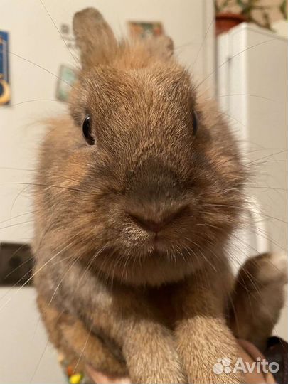 Декоративные кролик