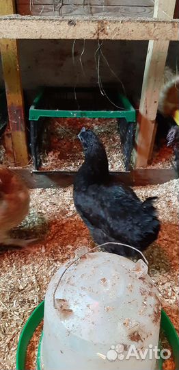 Инкубационное яйцо