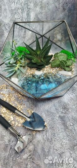 Флорариум с суккулентами и водоëмом