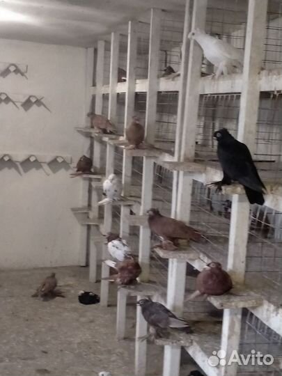 Продажа узбекских голубей