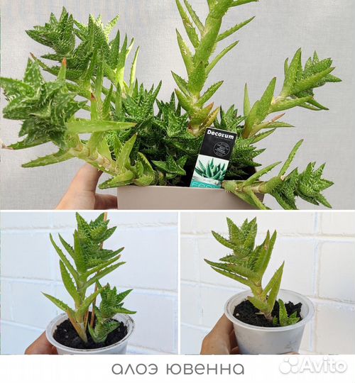 Нематантус, традесканция, алоэ, хавортия и др