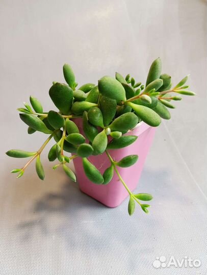 Суккуленты: Эхеверии, каланхоэ, граптопеталум