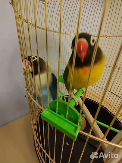 Попугаи неразлучники