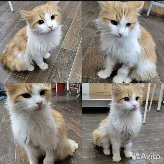 Кот