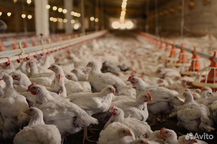 Цыплята бройлерные живым весом от 2.5 кг с доставк
