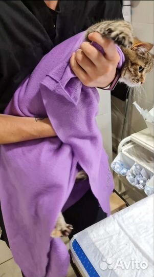 Уколы и капельницы для животных на дому