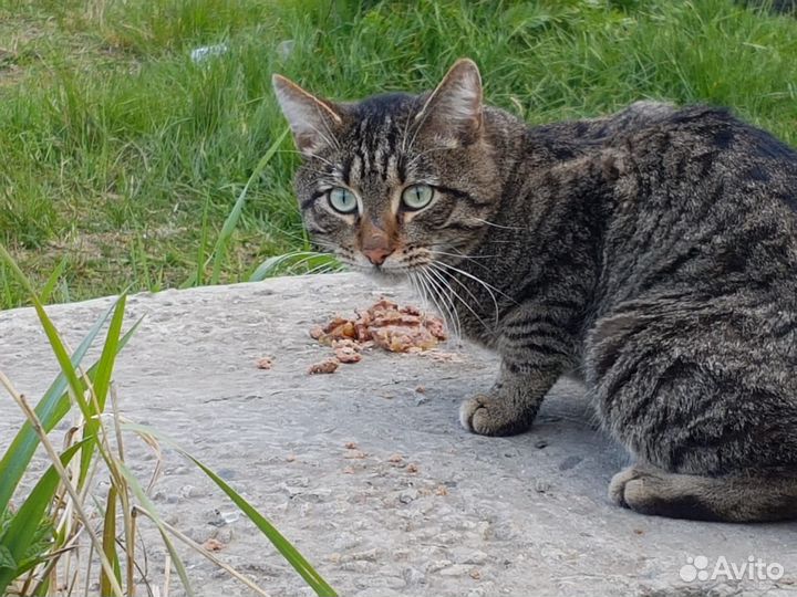 Коту нужна помощь. Не проходите мимо