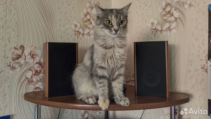 Красивая умная кошечка