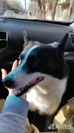 Охота с лайкой на фазана