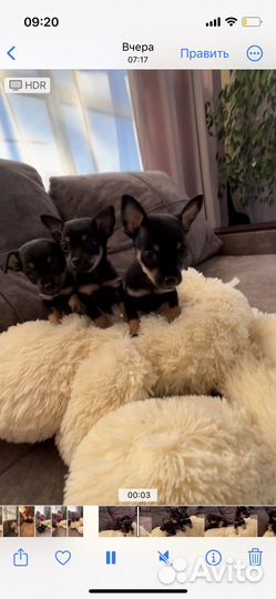 Чистокровный русский той