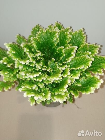 Силагинелла растение