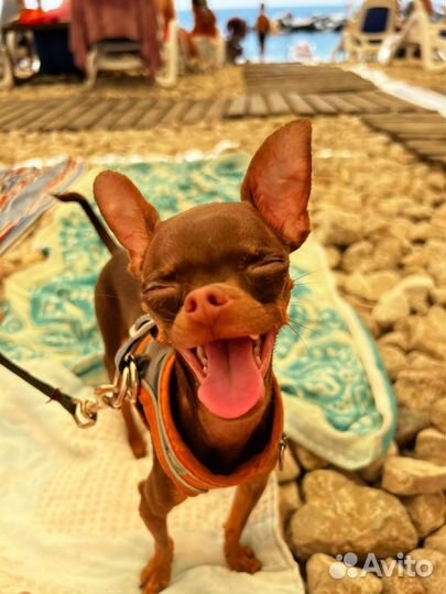 Вязка кобель русский той терьер