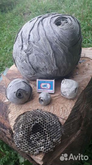 Осиное гнездо