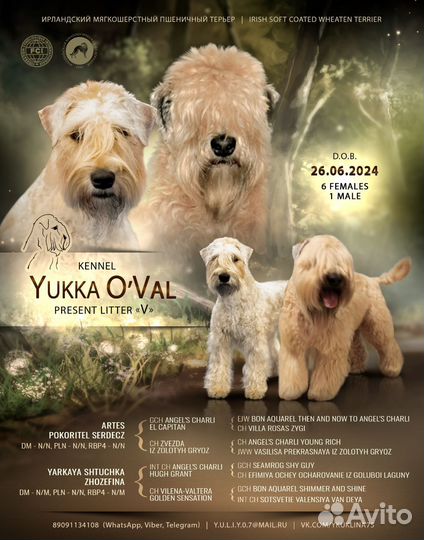 Ирландский мягкошёрстный пшеничный терьер