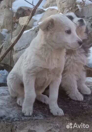 Щенок в дар
