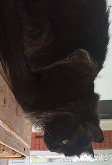 Отдам кошек в добрые руки